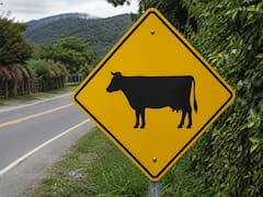 Qué significa la señal de tránsito amarilla con una vaca y por qué es importante