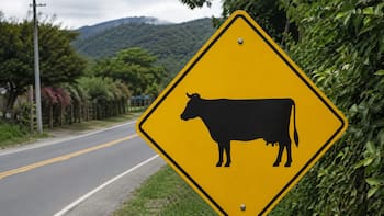 Qué significa la señal de tránsito amarilla con una vaca y por qué es importante