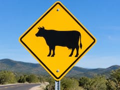 Qué significa la señal de tránsito de un rombo amarillo con la imagen de una vaca y por qué es importante respetarla