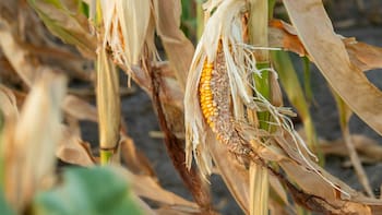 Gobierno evalúa medidas por zonas de producción con sequías; las lluvias del fin de semana ayudaron pero no solucionaron