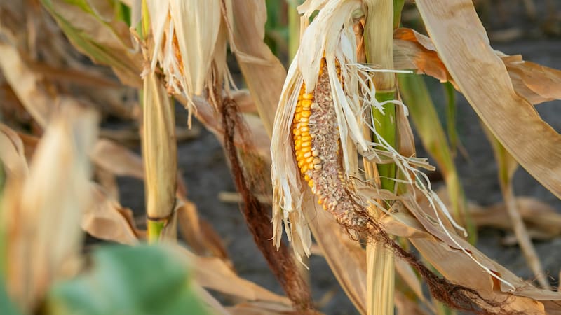 Cultivos secos en varios puntos del país