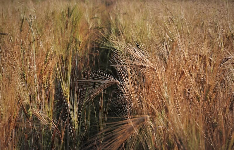 Pampa del Infierno, en el norte argentino: la localidad chaqueña debe su nombre a un relato histórico vinculado con las altas temperaturas y la escasez de agua. Fuente: Pixabay
