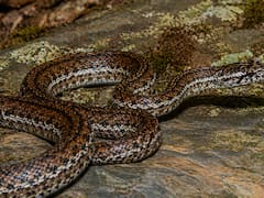 Terror en el reino animal: resurgió la serpiente más poderosa de Asia tras largas décadas extinta