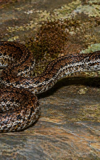 Terror en el reino animal: resurgió la serpiente más poderosa de Asia tras largas décadas extinta