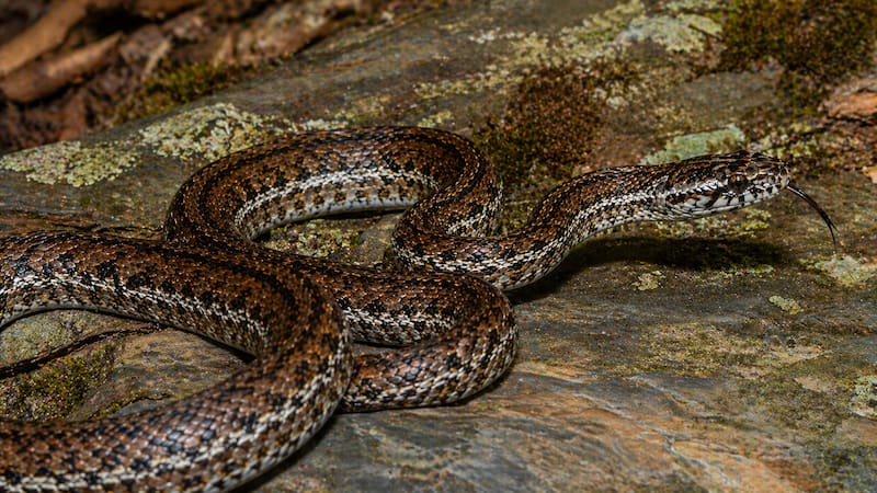 Terror en el reino animal: resurgió la serpiente más poderosa de Asia tras largas décadas extinta.