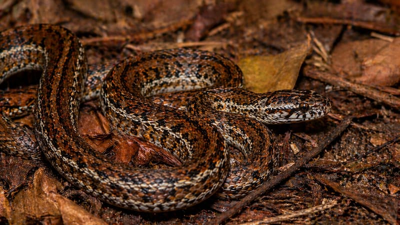 La longitud de esta serpiente alcanzaba aproximadamente 50 centímetros y presentaba manchas negras.