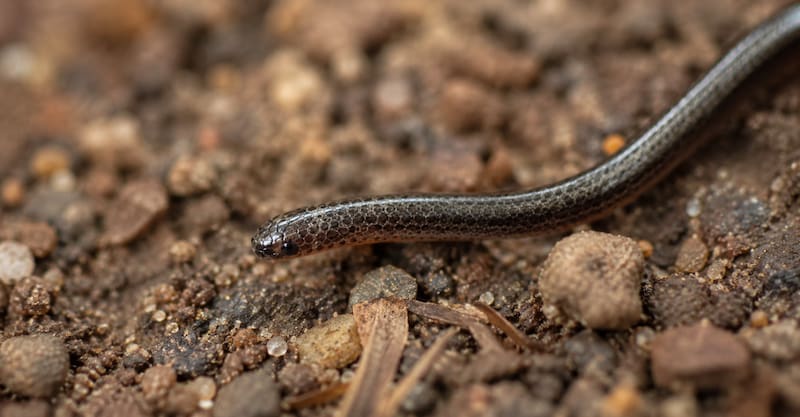 Científicos confirman el regreso de una serpiente microscópica: se creía extinta hace más de 20 años.