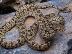 La hallaron en las paredes de una cueva y el ADN confirmó lo inesperado: descubrieron una nueva especie de víbora venenosa con hocico anaranjado y cabeza triangular