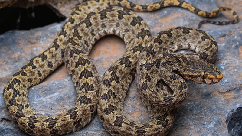 El ejemplar holotipo de Protobothrops flavirostris, la nueva especie de víbora venenosa identificada en Laos, fotografiado vivo en su hábitat natural.