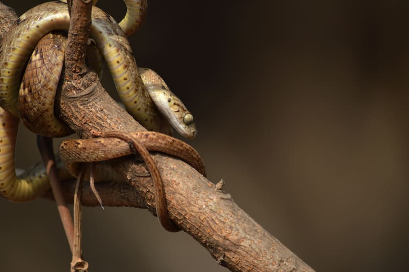 La serpiente arbórea marrón llegó a Guam escondida en cargamentos militares y, con el paso de los años, se convirtió en una de las especies invasoras más destructivas del mundo.