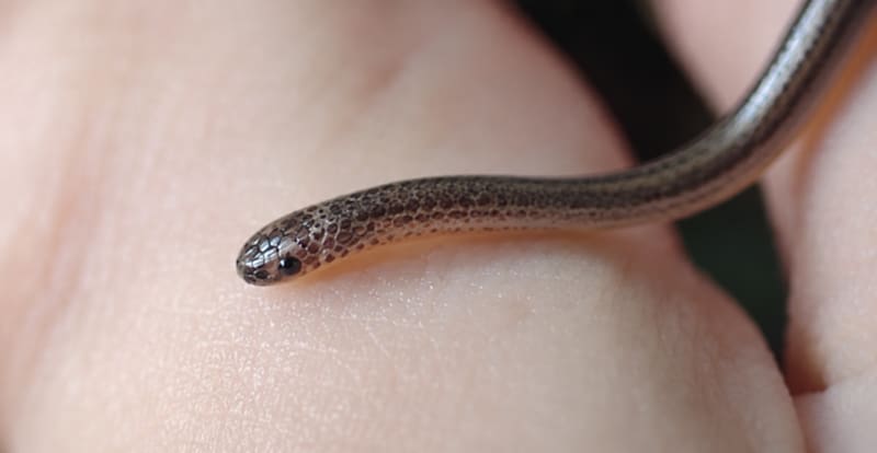 Científicos confirman el regreso de una serpiente microscópica: se creía extinta hace más de 20 años.