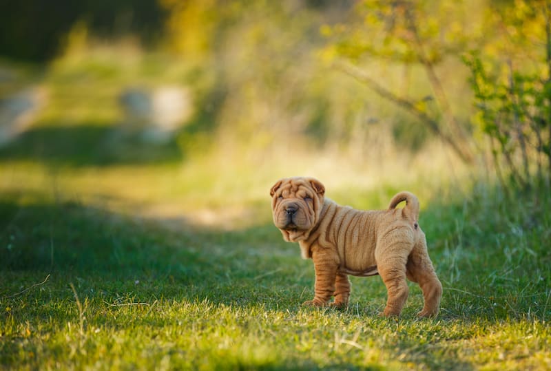 Alex Elvira, adiestrador canino, sobre el shar-pei: “Desconfiado y territorial. Si no sabes cómo trabajarlo desde un principio, ten cuidado”.