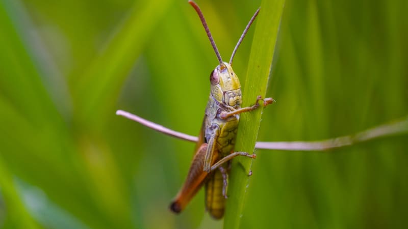 La aparición de estos insectos suele estar vinculada a condiciones ambientales favorables.