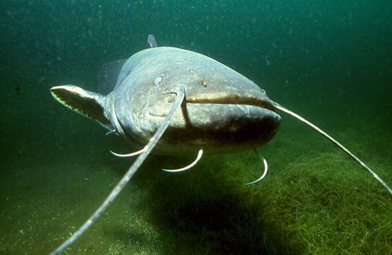 Silurus.