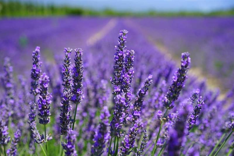 Es tendencia | Hervir hojas de lavanda y menta: por qué lo recomiendan y para qué sirve
