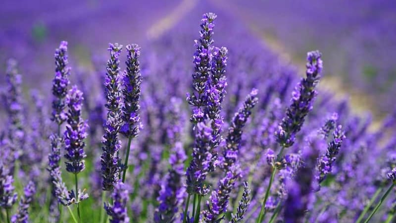 Es tendencia | Hervir hojas de lavanda y menta: por qué lo recomiendan y para qué sirve