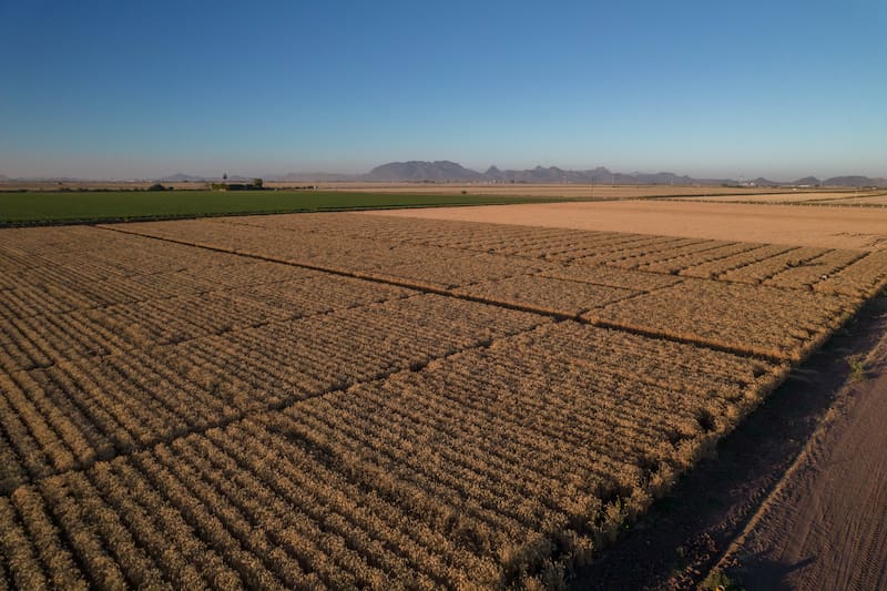 Agricultura regenerativa Bimbo