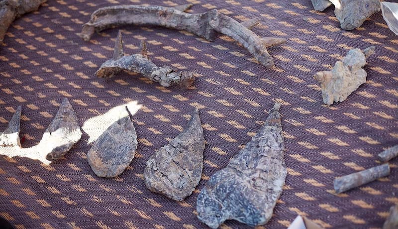 El hallazgo del siglo | Descubren un dinosaurio con “armadura de espinas” que vivió hace más de 100 millones de años (foto: archivo).