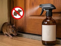 Chau a los ratones | Jacob Cohn, especialista en control de plagas: “Este aerosol basado en una combinación de aceites vuelve locos a los roedores”
