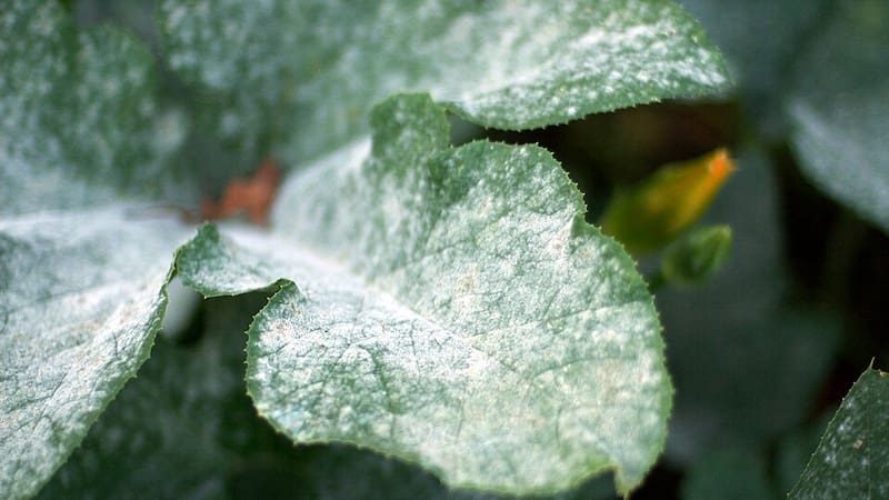 Spraying baking soda on plant leaves: What it does and why it is recommended when a white powder appears.