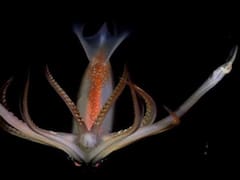 Nuevo stream del CONICET: cuándo comienza y cómo verlo