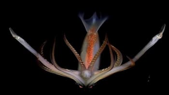 Nuevo stream del CONICET: cuándo comienza y cómo verlo