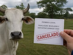 La Suprema Corte falló y es inapelable: se cancelan de inmediato todos los permisos para trasladar y exportar ganado vivo