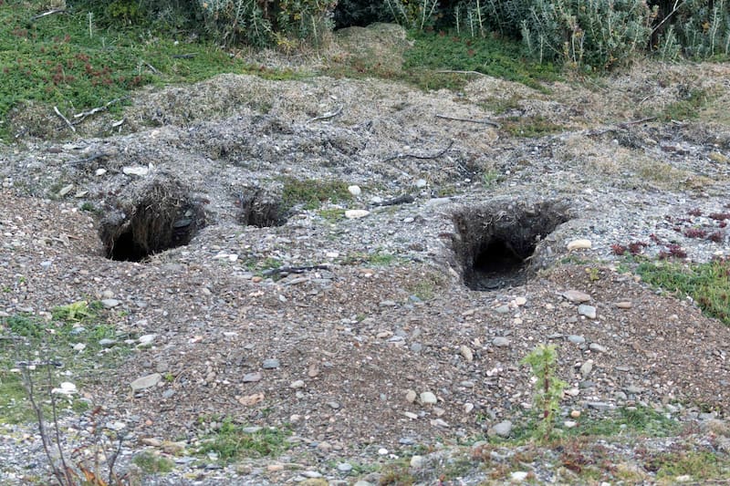 Sus colonias construyen extensas redes de madrigueras que pueden profundizar varios metros. (Foto: Argentina.gob)