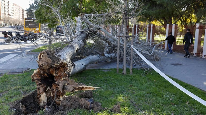 Los vientos en Valencia superaron los 140 km/h y provocaron la caída de árboles. Foto: EFE