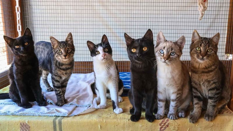 Syros Cats.