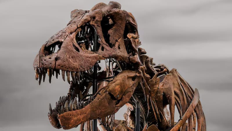 Subastarán un T. Rex de 67 millones de años: cuánto cotiza este ejemplar único en el mundo con más del 80% de huesos en perfecto estado.