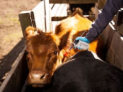 Una biotecnológica “de nicho” se financió con ON para ganar escala en vacunas y exportar
