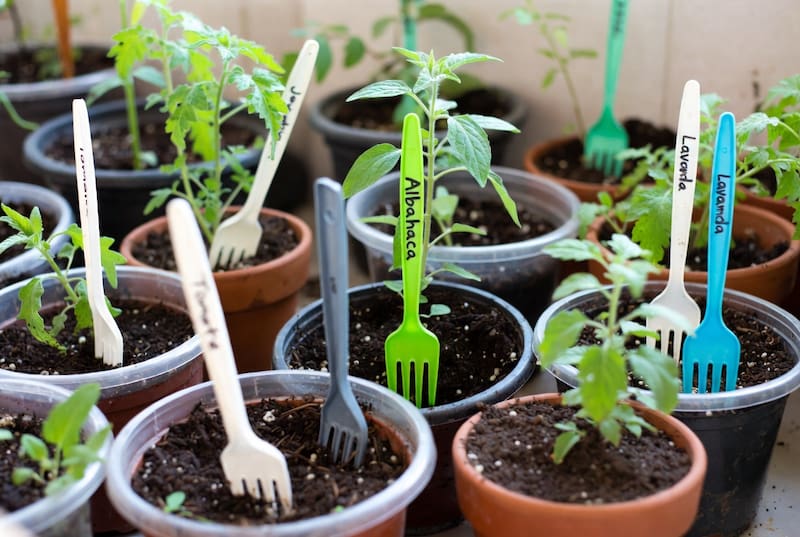 El truco del tenedor de plástico que muchos usan en el jardín para cuidar mejor sus plantas
