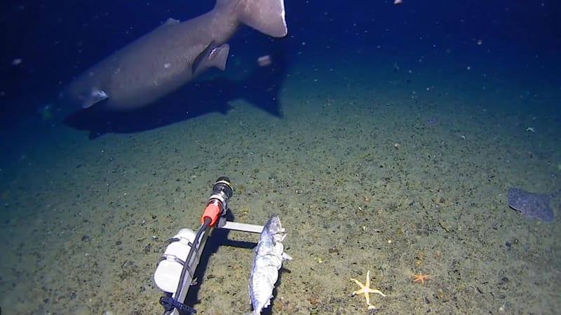 Supervivencia extrema: el tiburón que sorprendió a los científicos por una característica inusual. (FOTO: Kelpie Geosciences)