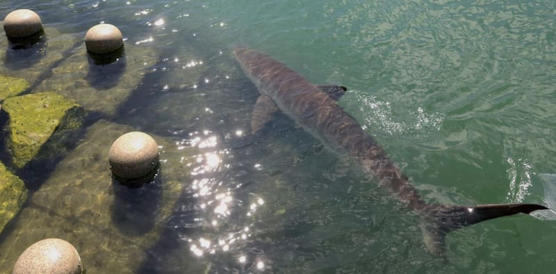 A 3.5-metre shark trapped in a canal has become a public sensation. Two attempts to return it to the sea have failed. Image: X / @kkachival