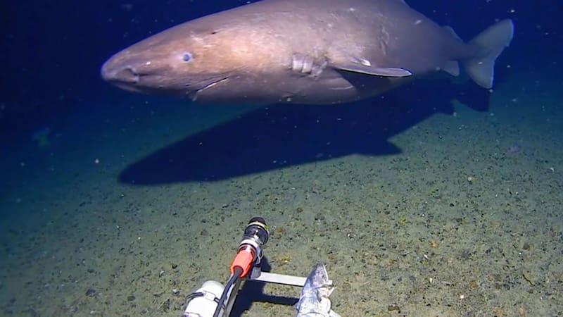 Supervivencia extrema: el tiburón que sorprendió a los científicos por una característica inusual. (FOTO: Kelpie Geosciences)