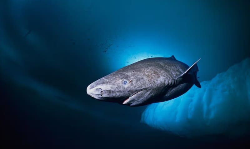 El hallazgo lo convierte en uno de los vertebrados más longevos del planeta y abre nuevas líneas de investigación sobre el envejecimiento.