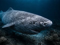 Hallazgo histórico en el Ártico: científicos descubren un tiburón de 400 años que podría revelar el secreto para la longevidad