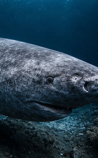 Hallazgo histórico en el Ártico: científicos descubren un tiburón de 400 años que podría revelar el secreto para la longevidad