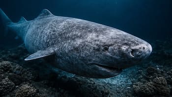 Hallazgo histórico en el Ártico: científicos descubren un tiburón de 400 años que podría revelar el secreto para la longevidad
