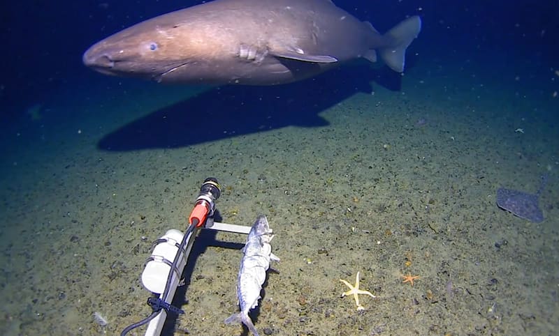 Supervivencia extrema: el tiburón que sorprendió a los científicos por una característica inusual. (FOTO: Kelpie Geosciences)