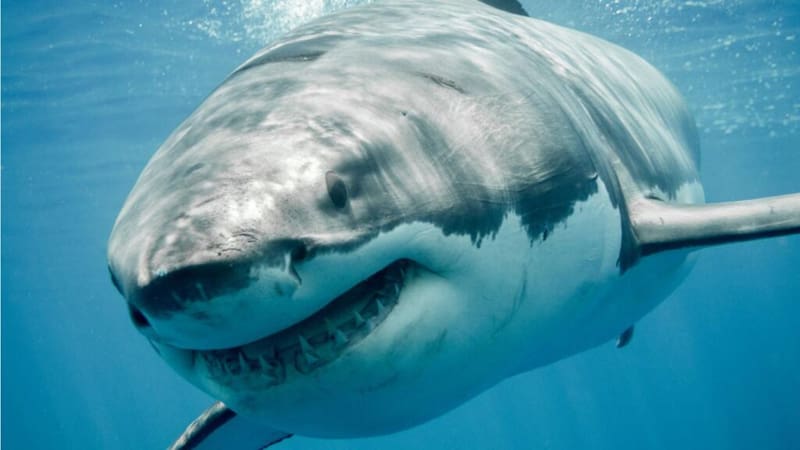 Un depredador sin precedentes es visto en la costa de esta famosa playa, ¿es riesgoso? (Fuente: Freepik)