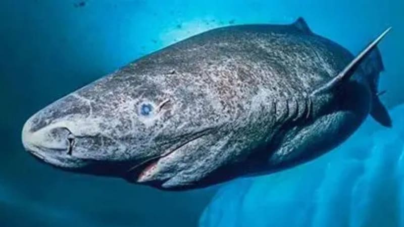 El tiburón de Groenlandia alcanza su adultez a los 150 años.