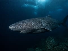 Terror en el mundo animal: reaparece un tiburón vivo que no se veía desde hace 500 años y siembra temor entre los turistas
