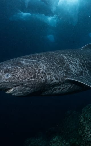 Terror en el mundo animal: reaparece un tiburón vivo que no se veía desde hace 500 años y siembra temor entre los turistas