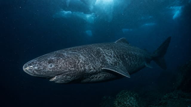 Terror en el mundo animal: reaparece un tiburón vivo que no se veía desde hace 500 años y siembra temor entre los turistas
