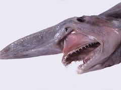 España hace historia con el primer avistamiento de un tiburón duende vivo, una de las especies más raras del planeta