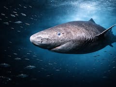 Terror en el mundo animal | Descubrieron al tiburón más viejo del mundo: sigue cazando sin misericordia en los océanos