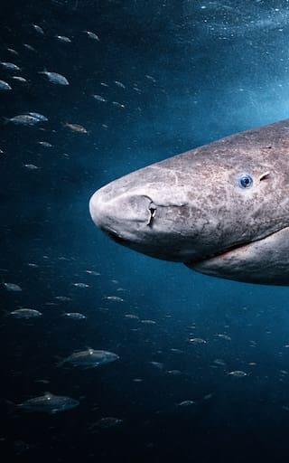 Terror en el mundo animal | Descubrieron al tiburón más viejo del mundo: sigue cazando sin misericordia en los océanos