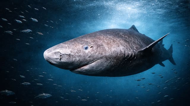 Terror en el mundo animal | Descubrieron al tiburón más viejo del mundo: sigue cazando sin misericordia en los océanos